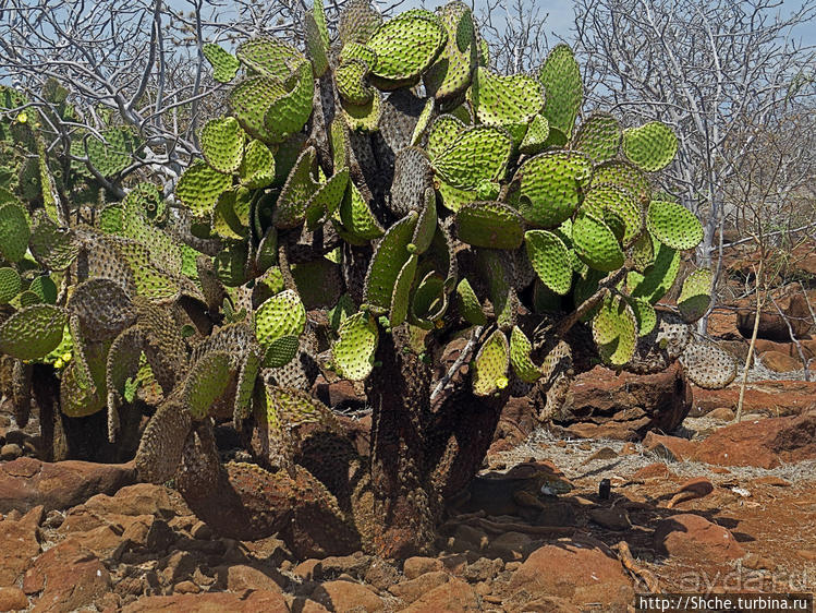 Галапагосы. Жизнь на Северном Сеймуре