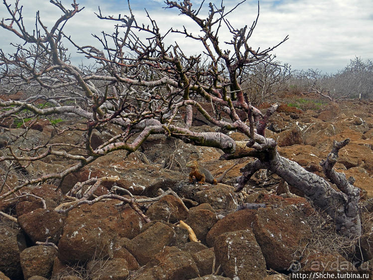 Галапагосы. Жизнь на Северном Сеймуре