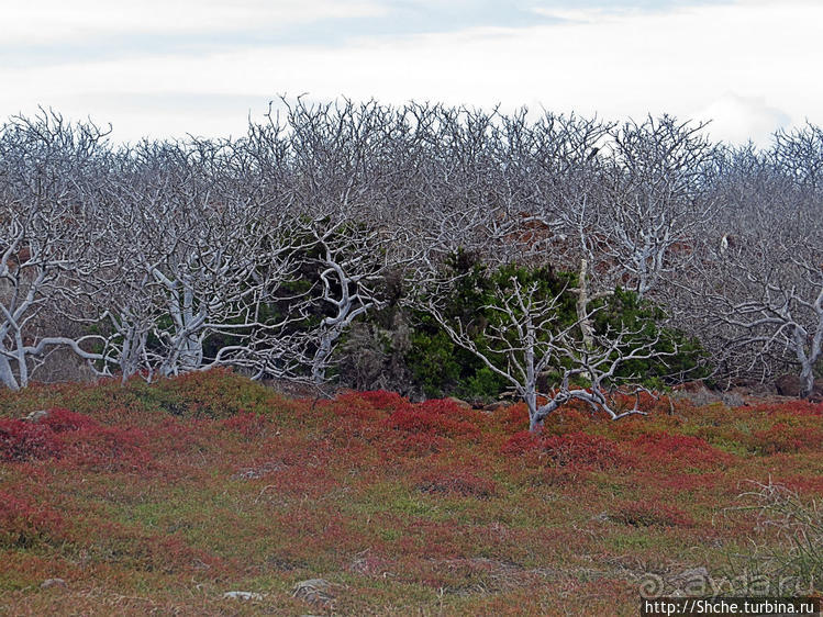 Галапагосы. Жизнь на Северном Сеймуре