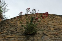 Красавица, что манит близостью и дразнит недоступностью