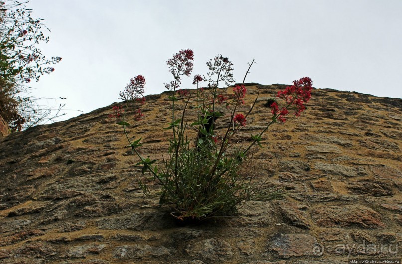 Красавица, что манит близостью и дразнит недоступностью