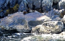 Наземно-подводные обитатели фьорда Милфорд Саунд