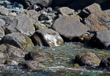 Наземно-подводные обитатели фьорда Милфорд Саунд