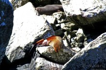 Наземно-подводные обитатели фьорда Милфорд Саунд