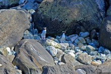 Наземно-подводные обитатели фьорда Милфорд Саунд