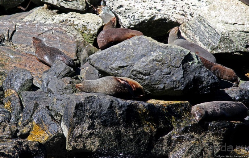 Наземно-подводные обитатели фьорда Милфорд Саунд