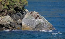 Наземно-подводные обитатели фьорда Милфорд Саунд