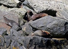 Наземно-подводные обитатели фьорда Милфорд Саунд