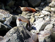 Наземно-подводные обитатели фьорда Милфорд Саунд