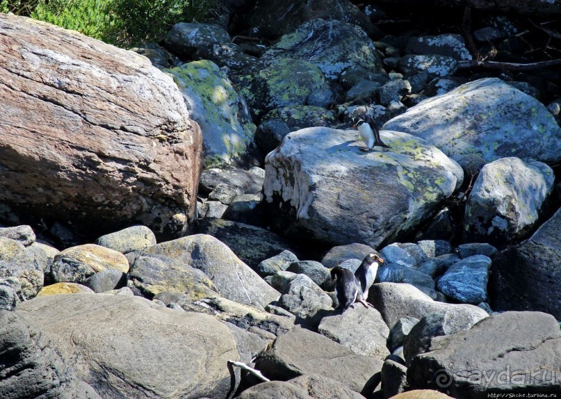 Наземно-подводные обитатели фьорда Милфорд Саунд