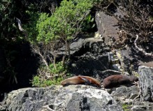 Наземно-подводные обитатели фьорда Милфорд Саунд