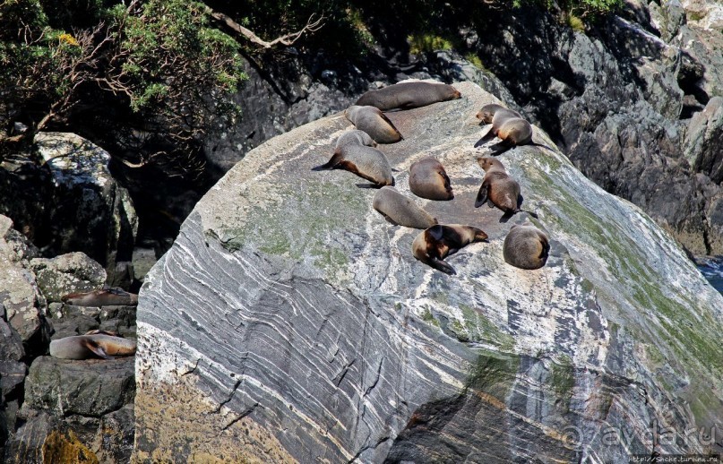 Наземно-подводные обитатели фьорда Милфорд Саунд