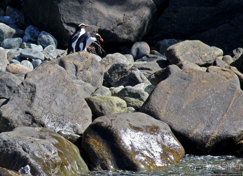 Наземно-подводные обитатели фьорда Милфорд Саунд