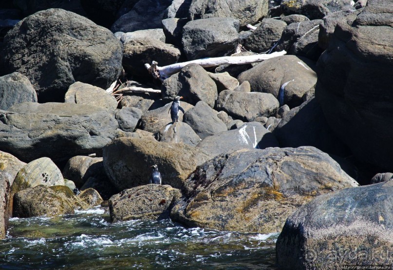 Наземно-подводные обитатели фьорда Милфорд Саунд