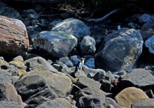 Наземно-подводные обитатели фьорда Милфорд Саунд