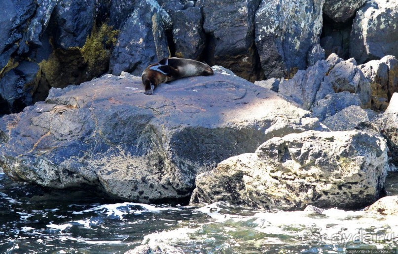 Наземно-подводные обитатели фьорда Милфорд Саунд