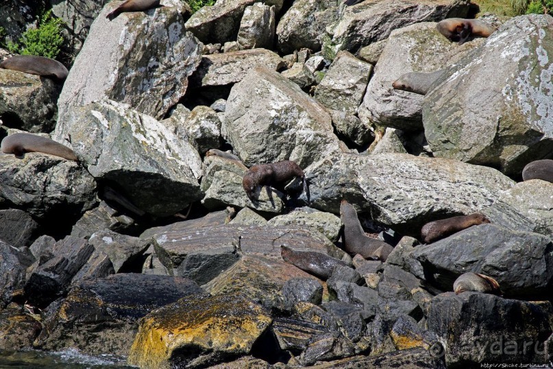 Наземно-подводные обитатели фьорда Милфорд Саунд
