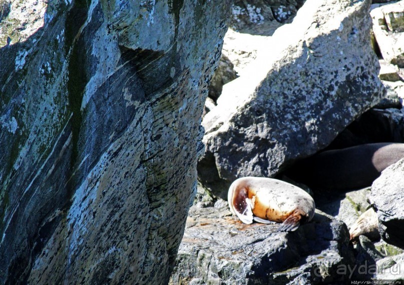 Наземно-подводные обитатели фьорда Милфорд Саунд