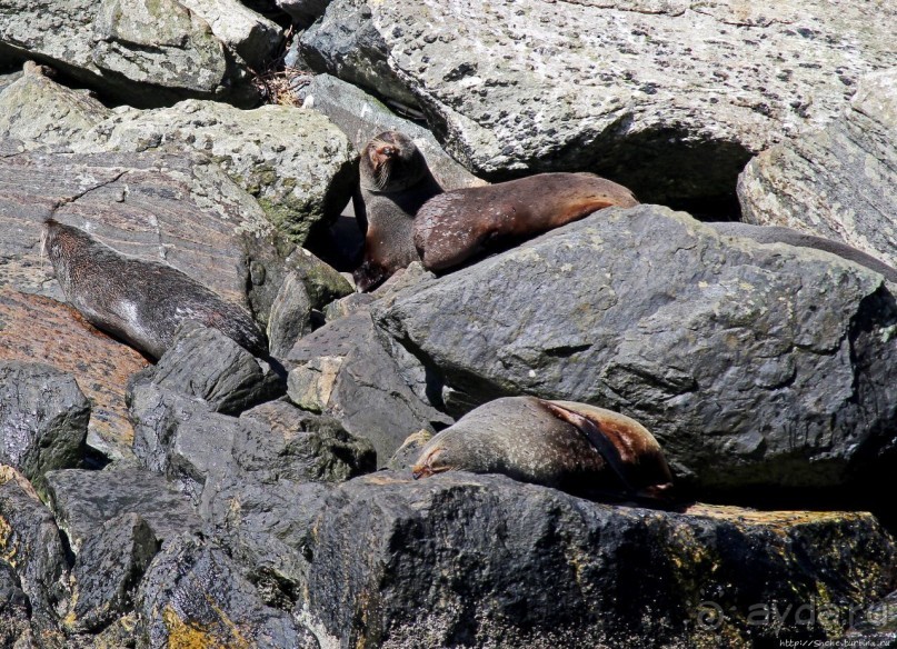Наземно-подводные обитатели фьорда Милфорд Саунд