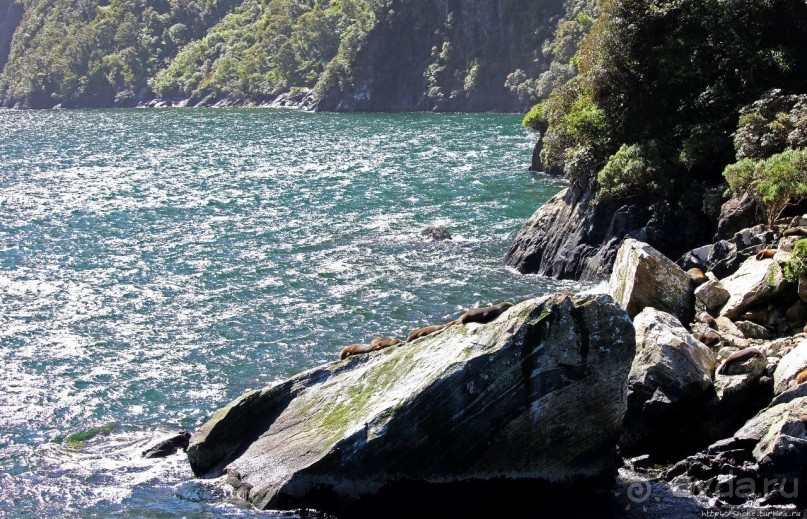 Наземно-подводные обитатели фьорда Милфорд Саунд