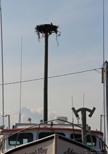 Аистозамещение по-канадски