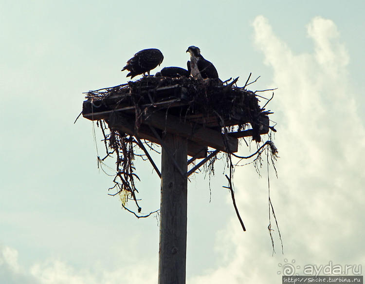 Аистозамещение по-канадски