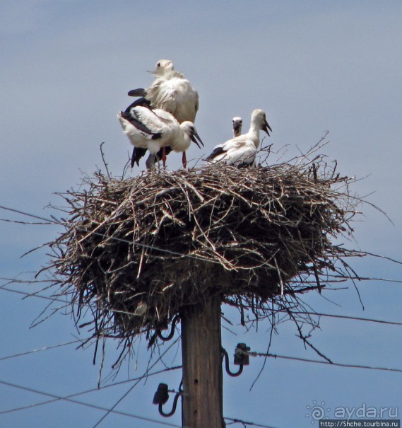 Аистозамещение по-канадски Аистозамещение по-канадски