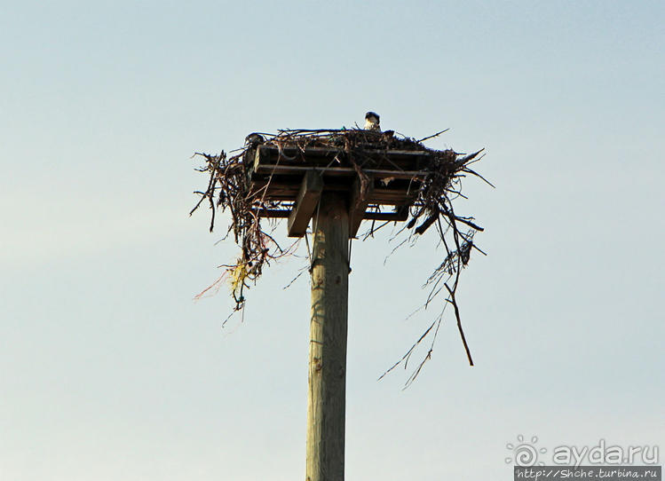 Аистозамещение по-канадски Аистозамещение по-канадски