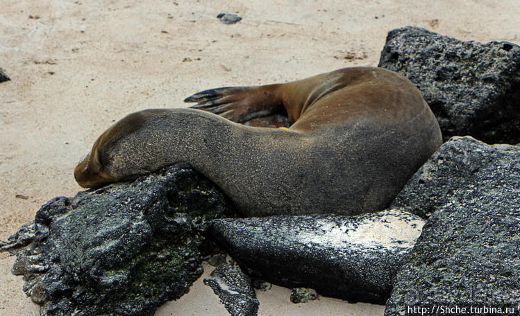 Котенок, нет, скорее львенок галапагосский