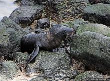 Котенок, нет, скорее львенок галапагосский