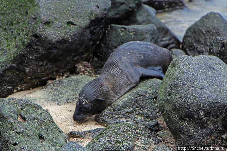 Котенок, нет, скорее львенок галапагосский