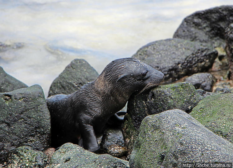Котенок, нет, скорее львенок галапагосский