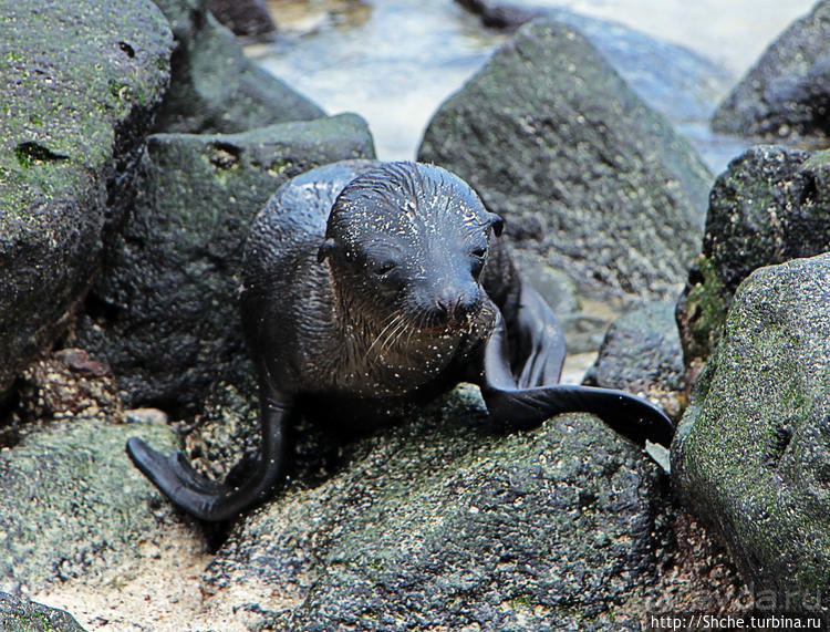 Котенок, нет, скорее львенок галапагосский