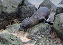 Котенок, нет, скорее львенок галапагосский