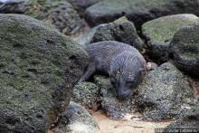 Котенок, нет, скорее львенок галапагосский