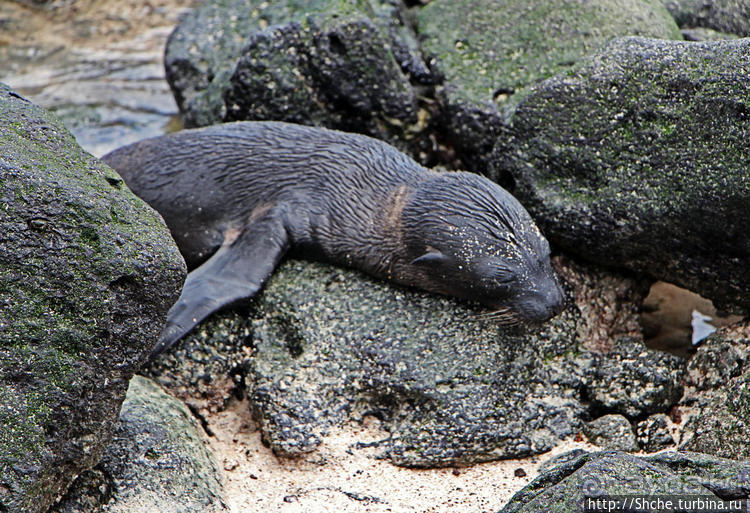 Котенок, нет, скорее львенок галапагосский