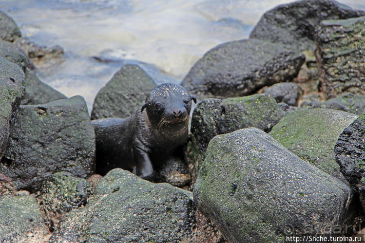 Котенок, нет, скорее львенок галапагосский