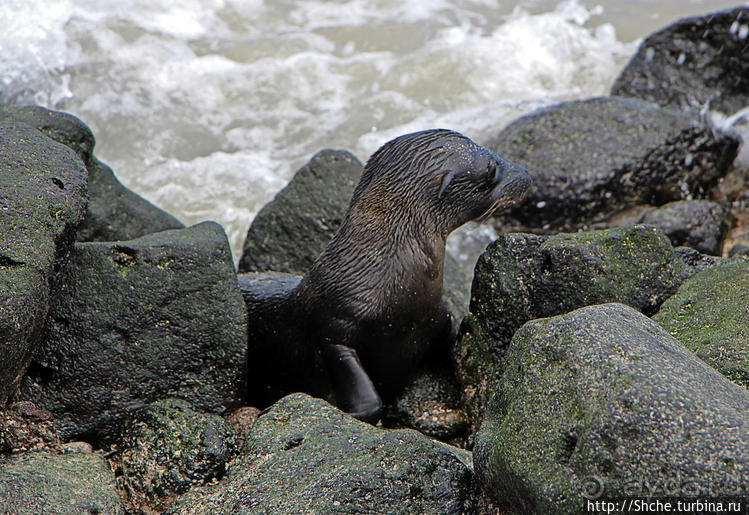 Котенок, нет, скорее львенок галапагосский