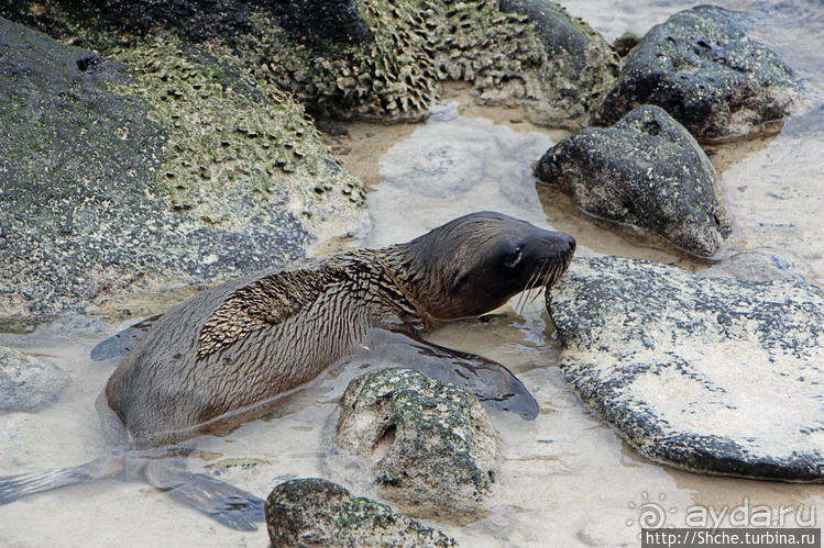 Котенок, нет, скорее львенок галапагосский