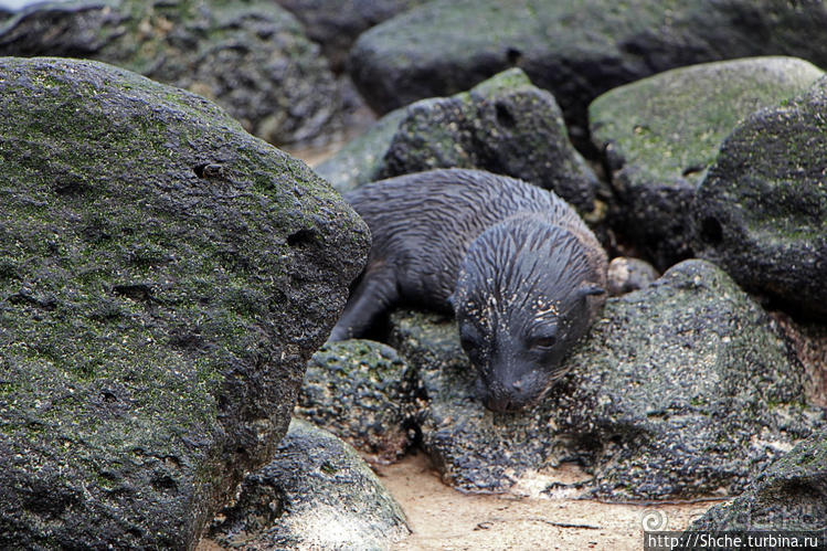Котенок, нет, скорее львенок галапагосский
