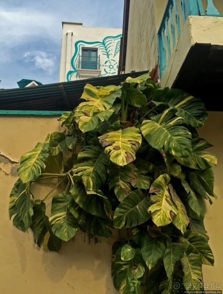 Флорес — наследник последнего города-государства майя