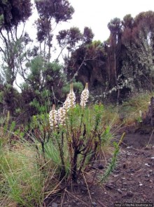 Little Meru — первая вершина