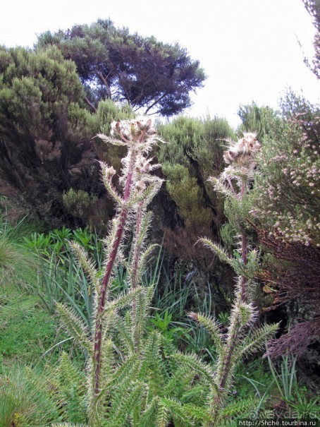 Little Meru — первая вершина