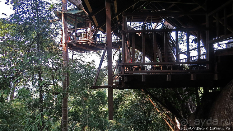 Страна Гиббония. Домики на деревьях