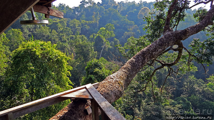 Страна Гиббония. Домики на деревьях