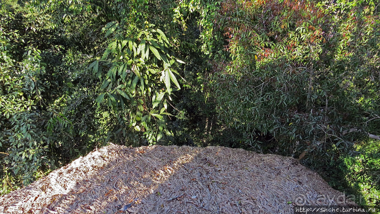 Страна Гиббония. Домики на деревьях