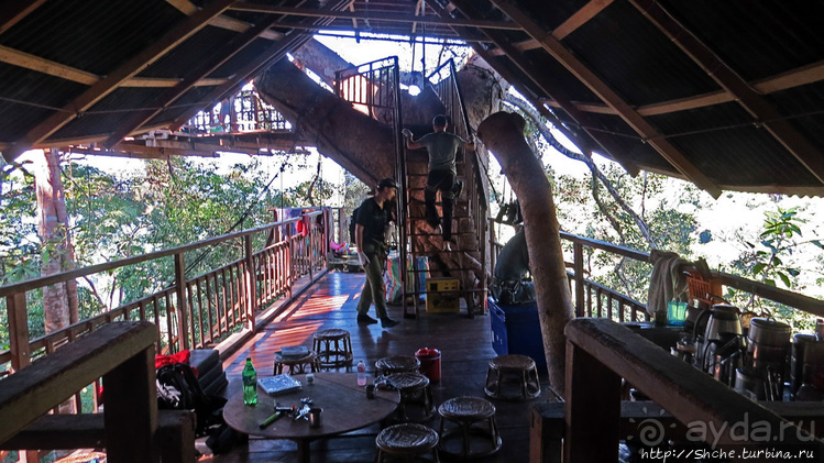 Страна Гиббония. Домики на деревьях