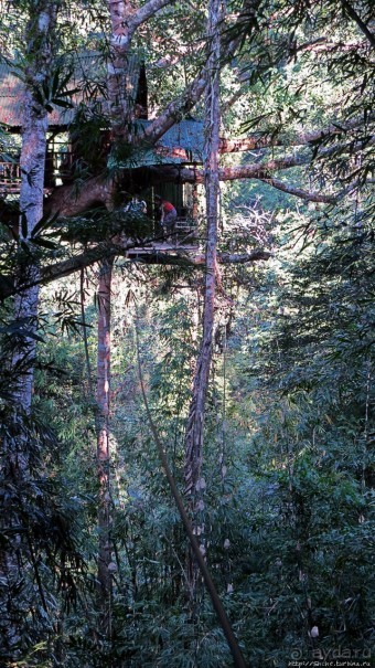 Страна Гиббония. Домики на деревьях
