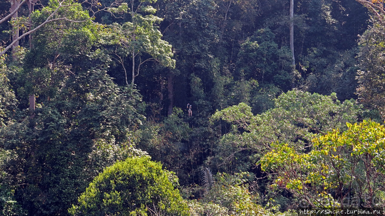 Страна Гиббония. Домики на деревьях