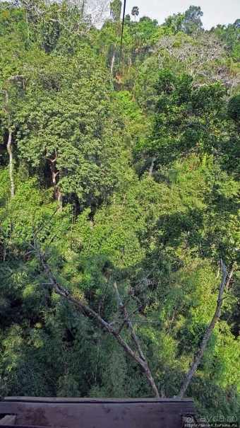 Страна Гиббония. Домики на деревьях